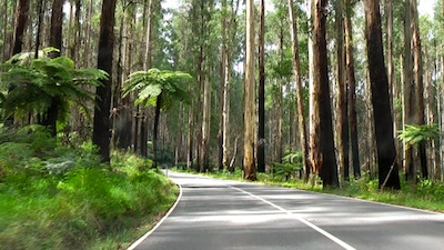 Eucalyptus forest